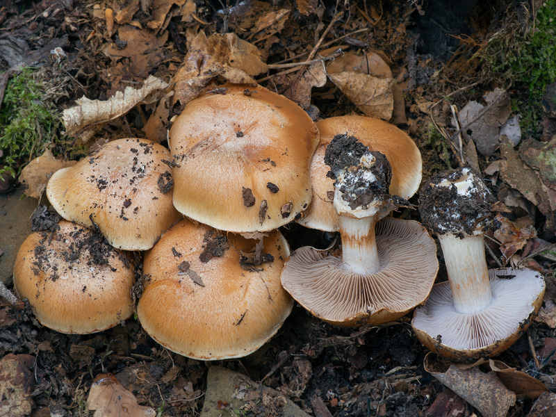 Cortinarius olidoamarus